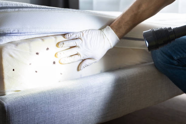 Best Insect Control  in New York Mills, NY