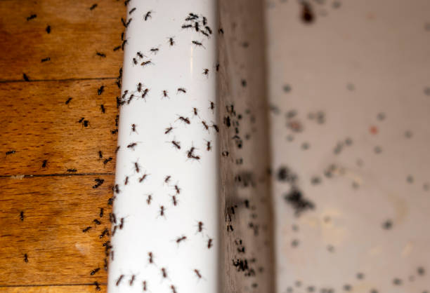 Best Emergency Pest Control  in New York Mills, NY