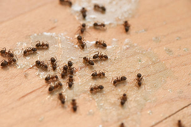 Best Cockroach Control Services  in New York Mills, NY